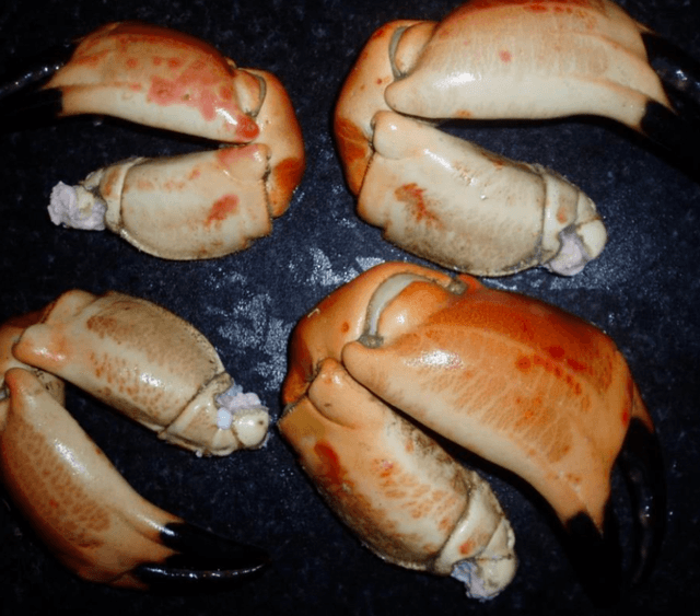Pinces de crabe tourteau cuites congelées