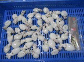Raw cleaned cuttlefish 40/60, 1kg bag - frozen