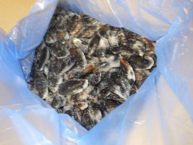 Whole cooked mussel 80/100 - frozen