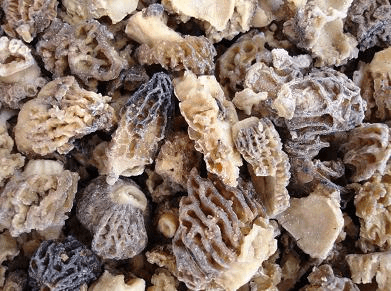 Morel industry China IQF