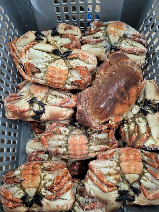 Frozen Whole Cooked Crabs