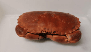 Crabe tourteaux entiers cuits 400/600g surgelés