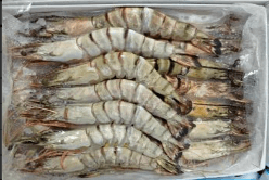 Crevettes Black Tiger 13/15, boîte de 800g PN surgelées