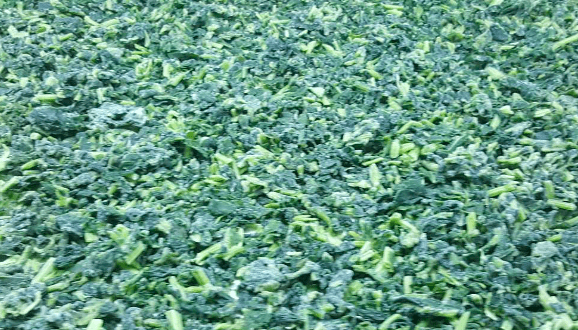 IQF blanched diced leaf spinach 10x10