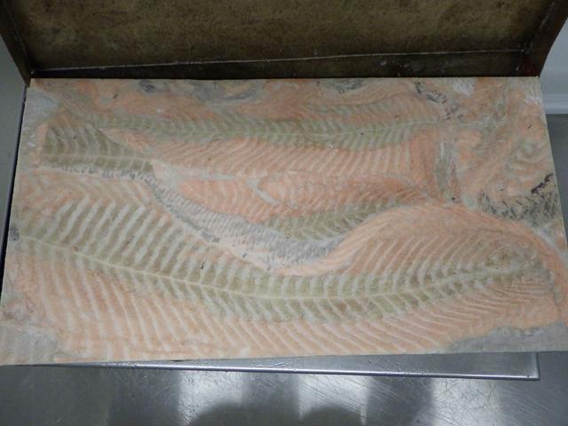 Salmon brown muscle block - frozen